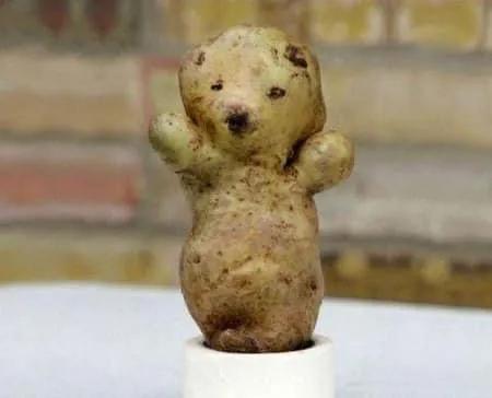 來自植物世界的精靈