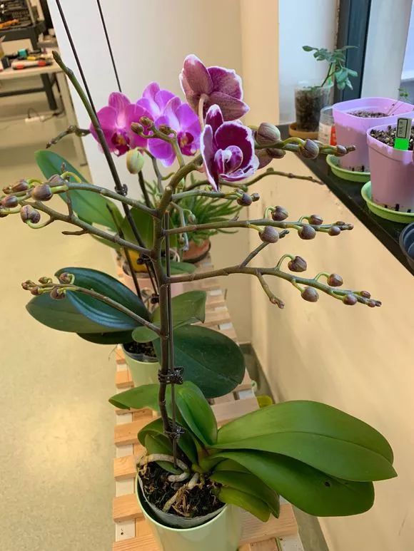 5種“漂亮花”，冬天價值大，趕快帶回家，花枝招展“好兆頭”