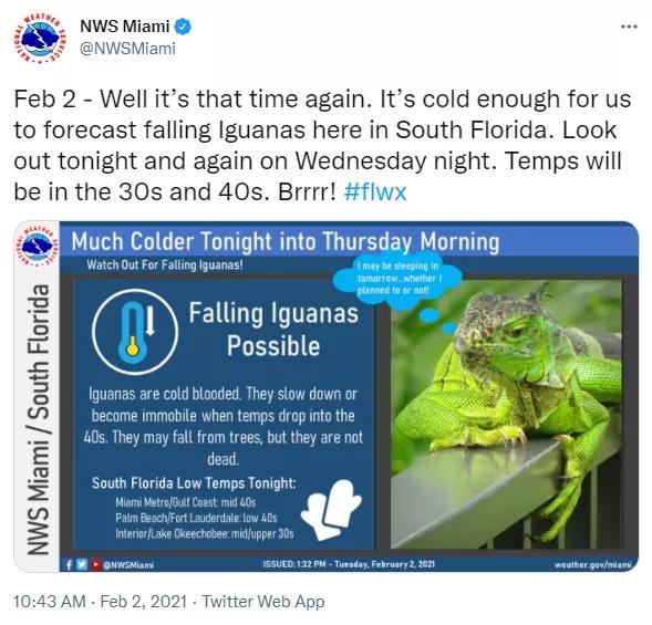 佛羅里達州下蜥蜴雨，專家警告勿靠近，它們仍然活著