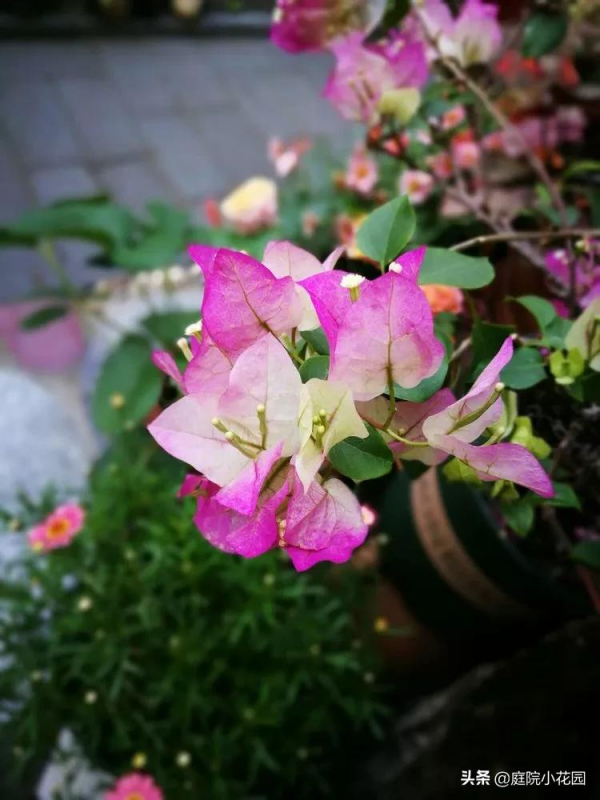 這樣的小院就是我夢想中的花園