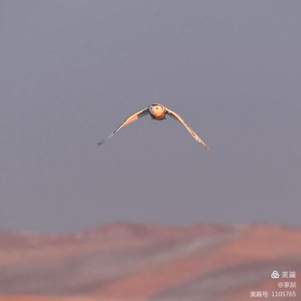 寒極精靈—雪鴞
