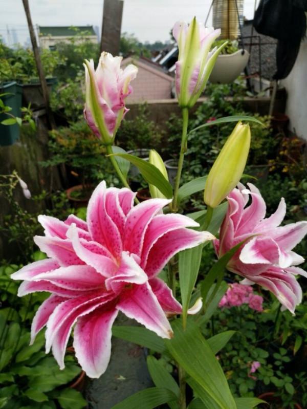 8種“吉祥花”,客廳養一盆,高貴又大氣,養人又“旺家” 8種“吉祥花”,客廳養一盆,高貴又大氣,養人又“旺家”