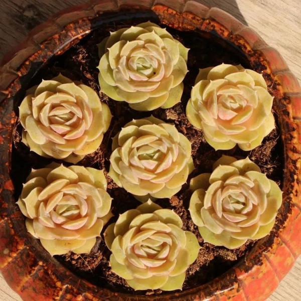 昂斯諾多肉不好出狀態？做好5點後，美的像小仙女