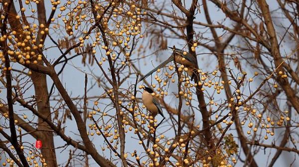 淮陽龍湖國家溼地公園裡的這些可愛的鳥,你見過多少? 淮陽龍湖國家溼地公園裡的這些可愛的鳥,你見過多少?