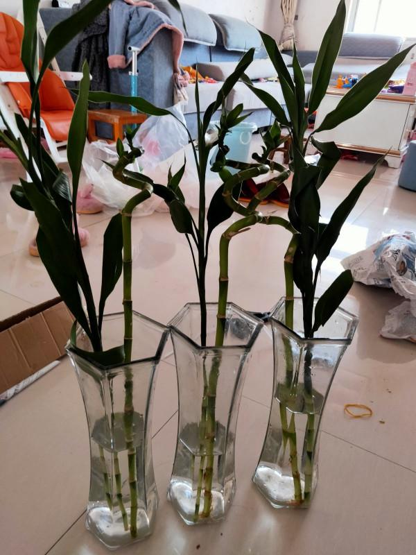 5種有“格調”的植物，養在家裡有氣質，一看就是有品位的人在養