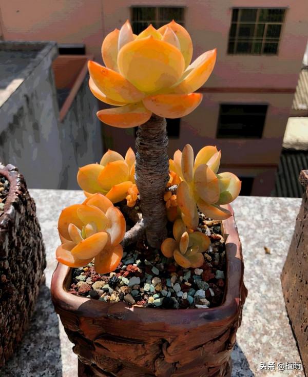 白鳳多肉,經過長期控養之後,莖稈出租,葉片小巧挺拔 白鳳多肉,經過長期控養之後,莖稈出租,葉片小巧挺拔