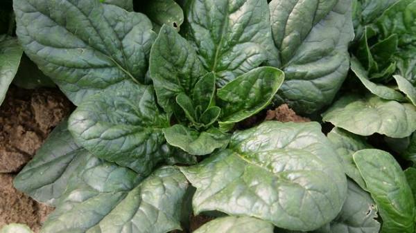 霜降到了，耐寒蔬菜抓緊種，掌握好技巧，出苗快，凍害少