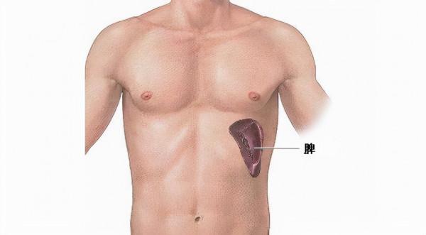 脾虛的人,和正常人有哪些不一樣?分享健脾的方法,值得收藏 脾虛的人,和正常人有哪些不一樣?分享健脾的方法,值得收藏