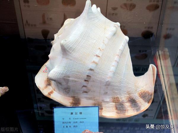 海螺也有國家保護?這幾種稀奇漂亮的海螺不能亂撿亂吃 海螺也有國家保護?這幾種稀奇漂亮的海螺不能亂撿亂吃