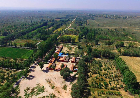 馬雲承諾每年種1億棵樹，五年過去了，這些樹都怎麼樣了？