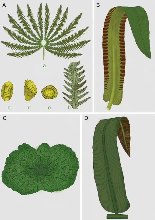 研究揭示三疊紀末真蕨植物如何響應生物大滅絕