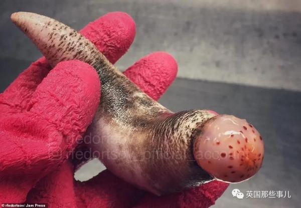 俄羅斯漁夫的深海怪魚又來了...這波依然是高能獵奇！突破天際