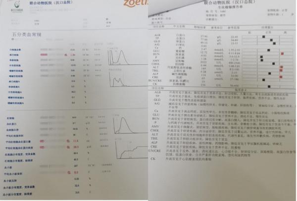 橘貓得了脂肪肝，真·橘·貓變橘貓