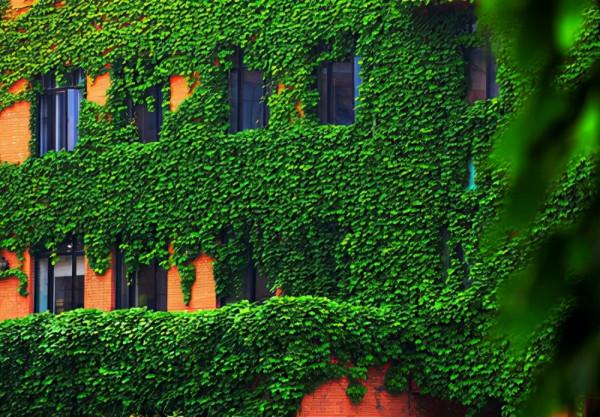 院子朝西的一面,夏季高溫容易被太陽光暴曬,怎麼辦? 院子朝西的一面,夏季高溫容易被太陽光暴曬,怎麼辦?