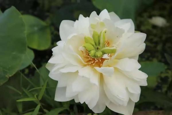 和乾隆來一場荷花之旅