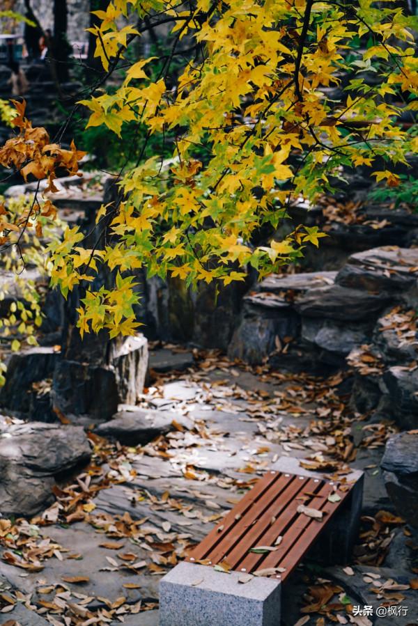 再有半個月，北京將迎來最美的季節，12個銀杏寶藏地，附機位攻略