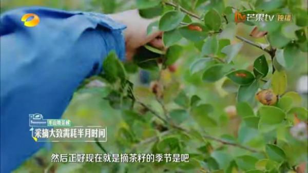 朱丹被農村廁所嚇退，賈玲就地解決，沈夢辰為啥還愛上了農村？