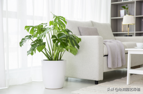 這幾種大型植物擺在家裡，高檔雅緻，朋友都恨不得搬回家