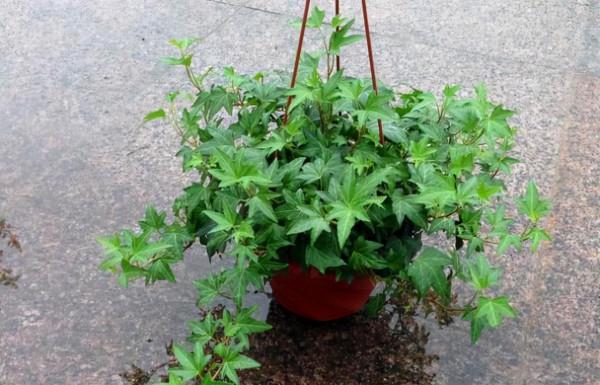 廁所有“蛋腥味”，就養這3種花，吸臭、去腥，“開花”還特香