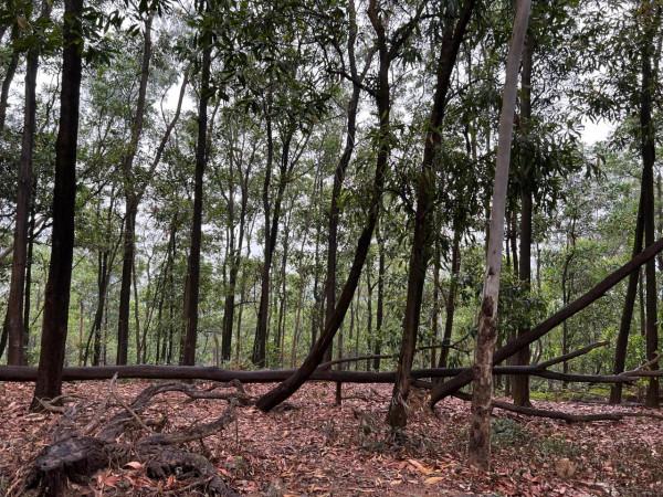 雨天遊八仙嶺 雨天遊八仙嶺