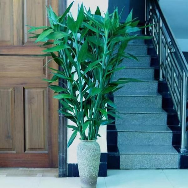 10大“吉祥花”,寓意深遠,好看又大氣,轉運又旺家 10大“吉祥花”,寓意深遠,好看又大氣,轉運又旺家