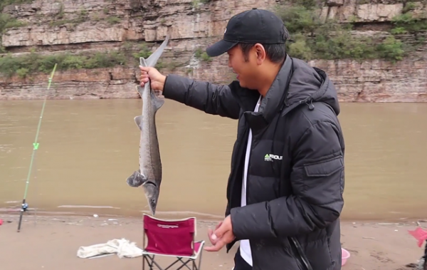 河北清漳河出現大量“鱘魚”，釣友人均釣幾十斤，不違法嗎？