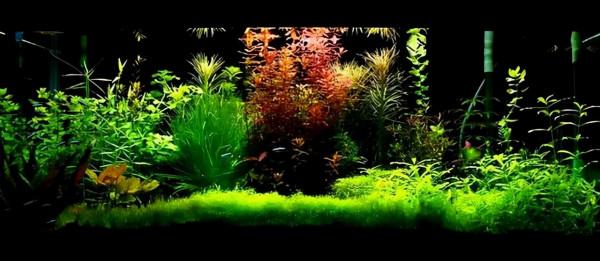 怎樣才能養出一缸讓人垂涎的水草