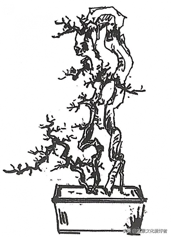 盆景造型案例：盆景製作從一張設計圖開始