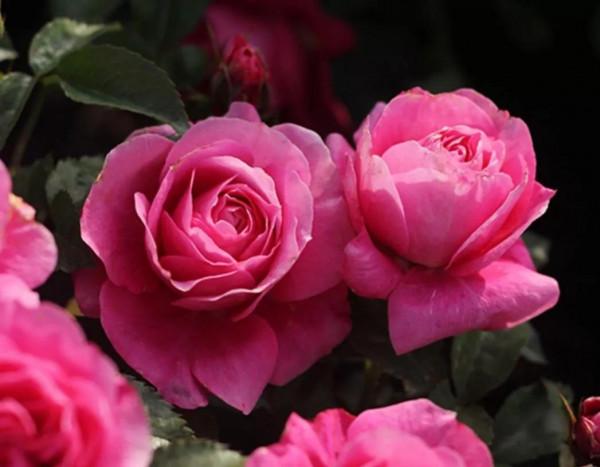 今天給花友們介紹又一款新國月——茜桃凝粉