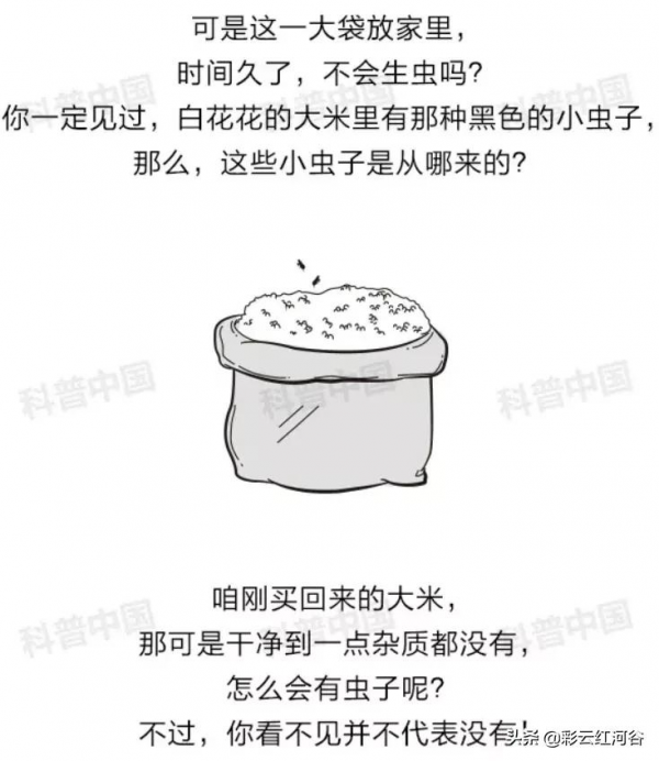 密封很好的大米，怎麼就生蟲了？