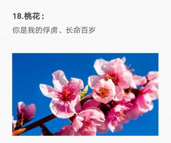 50種花的&OpenCurlyDoubleQuote;花語&rdquo;你知道那些？&lpar;二）「建議轉發收藏」