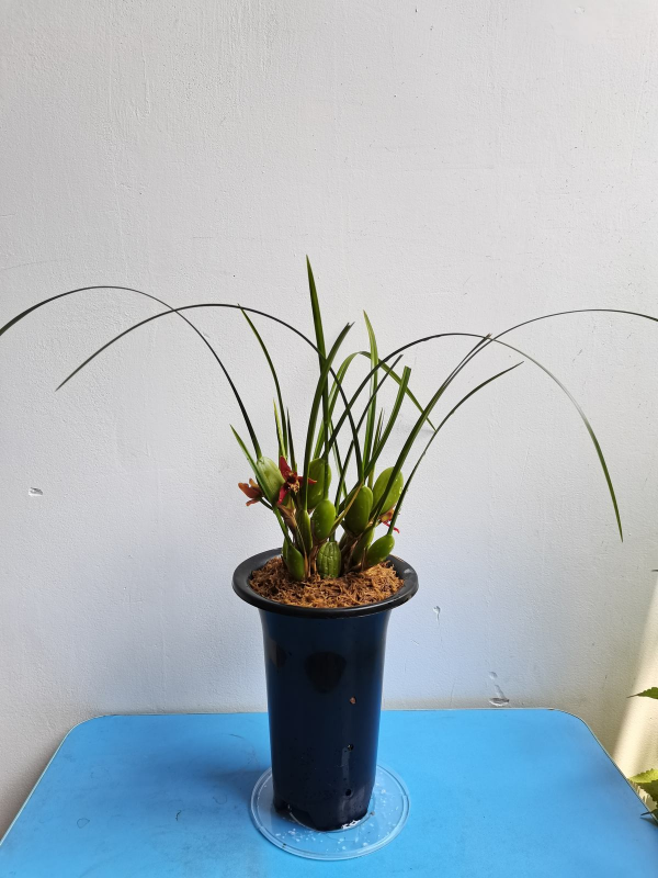 不常見的咖啡樹，結果後引得眾人圍觀，果子都被大媽們薅光