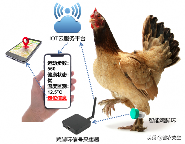 神奇的腳環：智慧雞腳環，給雞腳套上腳環，有什麼作用呢？