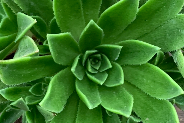 「青鳳凰」景天科蓮花掌屬多肉植物,易群生,青色系法師少見品種 「青鳳凰」景天科蓮花掌屬多肉植物,易群生,青色系法師少見品種