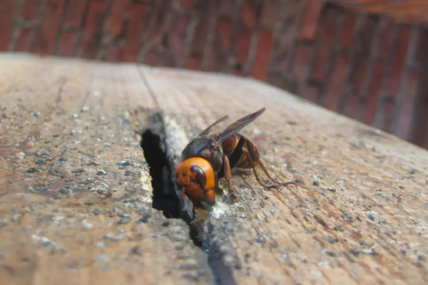 有罕見物種,福建膜翅目昆蟲生態攝影展,共計22種 有罕見物種,福建膜翅目昆蟲生態攝影展,共計22種