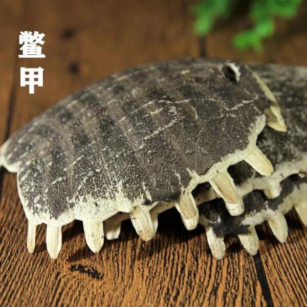 帶大家瞭解龜板配鱉甲的藥物功效，共同學好中藥很有好處