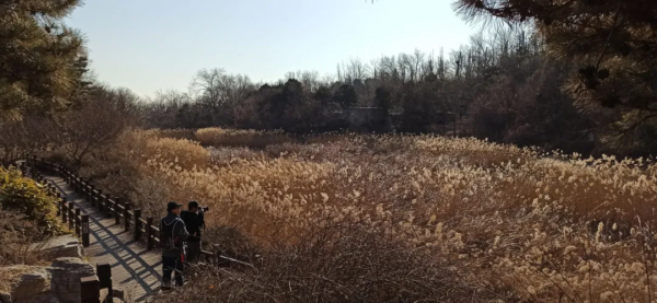 紅嘴相思鳥來北京植物園越冬