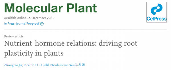 Mol Plant|德國研究人員綜述營養元素誘導的植物激素訊號,調控根系可塑性的機制 Mol Plant|德國研究人員綜述營養元素誘導的植物激素訊號,調控根系可塑性的機制