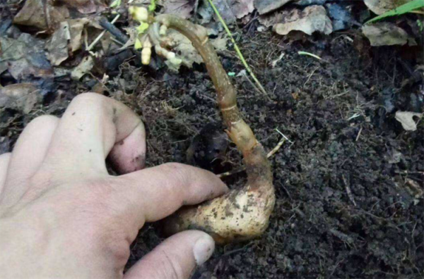 野生天麻生長環境的尋找方法：廣泛分佈卻不常見，高山陰地數量多