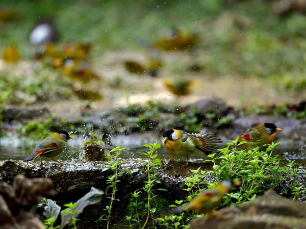 銀耳相思鳥 銀耳相思鳥