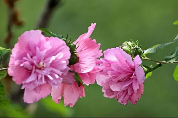 親子閱讀：《山海經》神奇而又豐富的招搖山