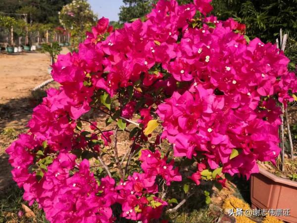 海南風光美（030）來海南一個月網友的點評