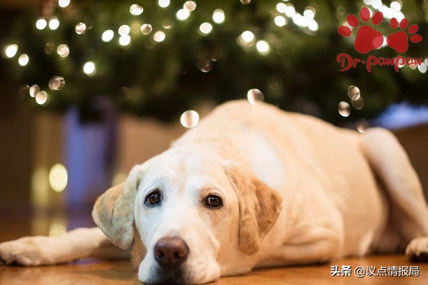 威洛特：狗狗腳趾縫紅腫是怎麼回事？寵主一定要知道