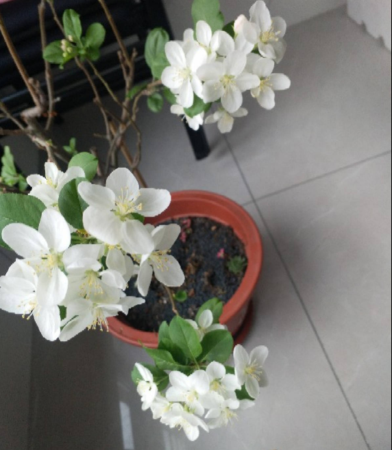 1棵蘋果樹,學會這6步,變成“高階”盆景 1棵蘋果樹,學會這6步,變成“高階”盆景