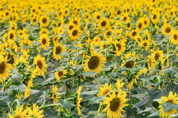 揭秘!每天跟著太陽走,向日葵真的“向日”嗎? 揭秘!每天跟著太陽走,向日葵真的“向日”嗎?