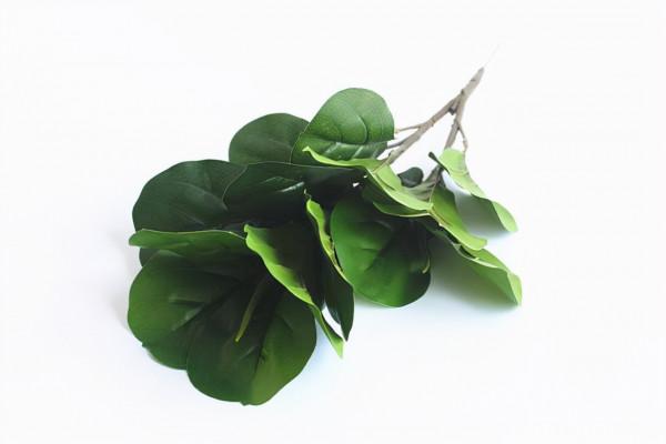 4種&OpenCurlyDoubleQuote;健康花&rdquo;，格調高裝飾效果強，家裡養一盆，乾淨健康心情好