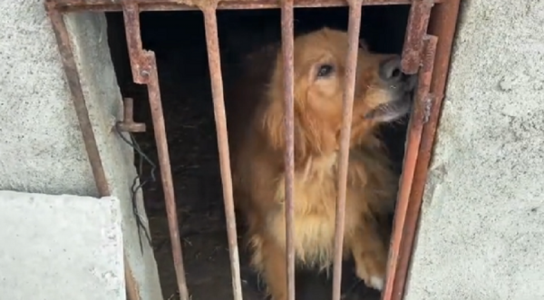 黑龍江：主人外出金毛關豬圈，兩天沒進食的狗狗苦苦哀求卻無人管