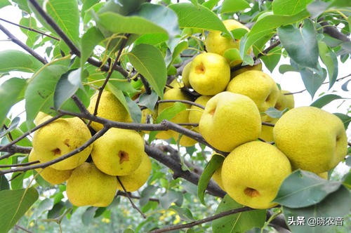 梨的甜度一般是多少？哪些品種的梨好吃？