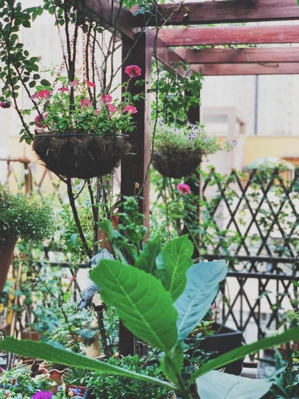 她改造的54㎡露臺花園，一個可在花叢中漫步的秘境，美不勝收