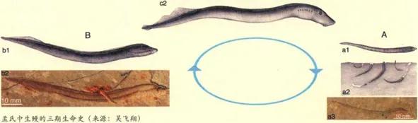 中生鰻：恐龍時代的水中吸血鬼